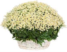 Цветочная композиция из Ромашки в корзине #REPLACE_PRED# Великовечное
